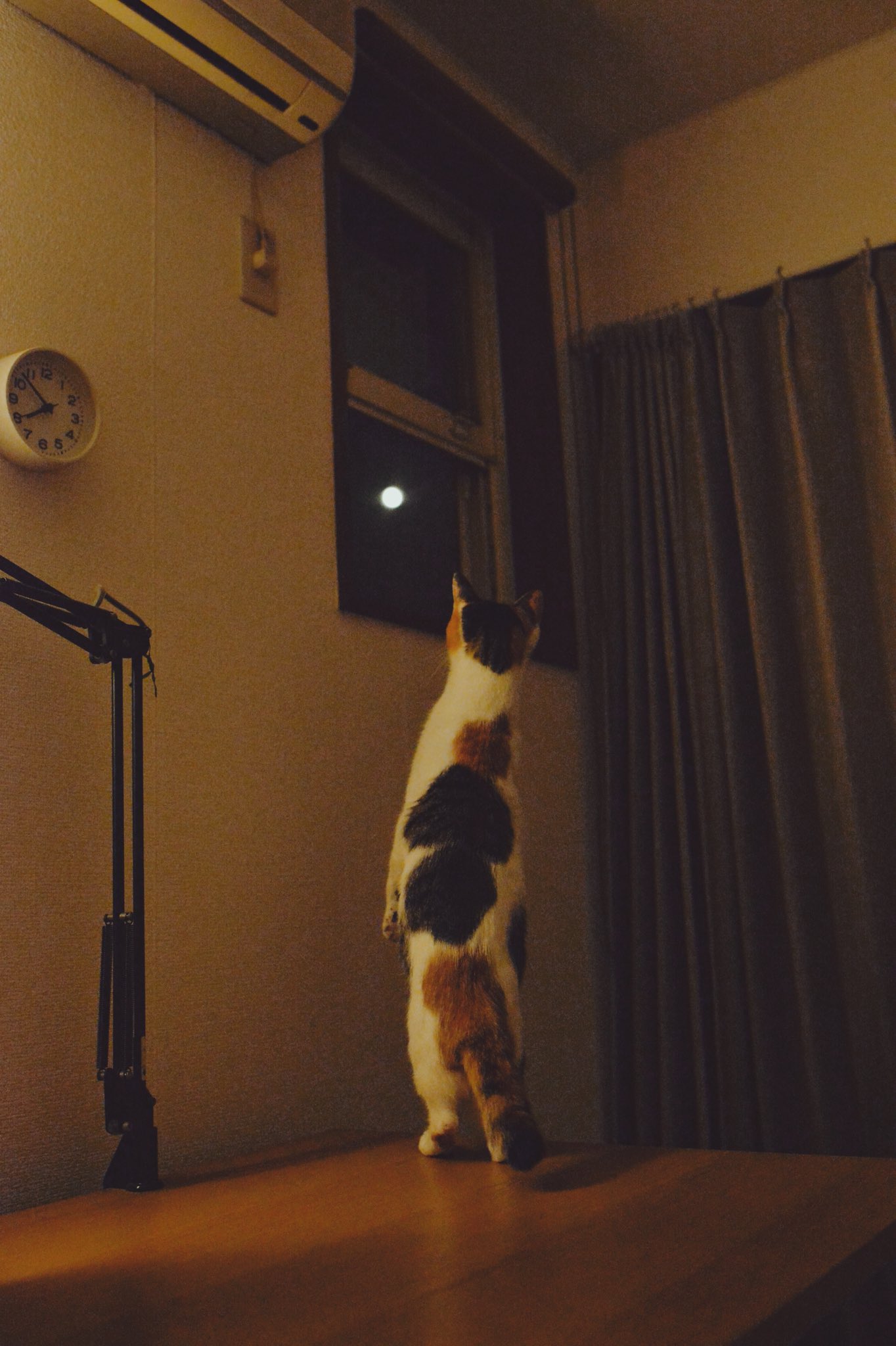 貓咪直直站起沐浴在月光底下，彷彿受到什麼召喚。（圖／Twitter帳號：heltune）