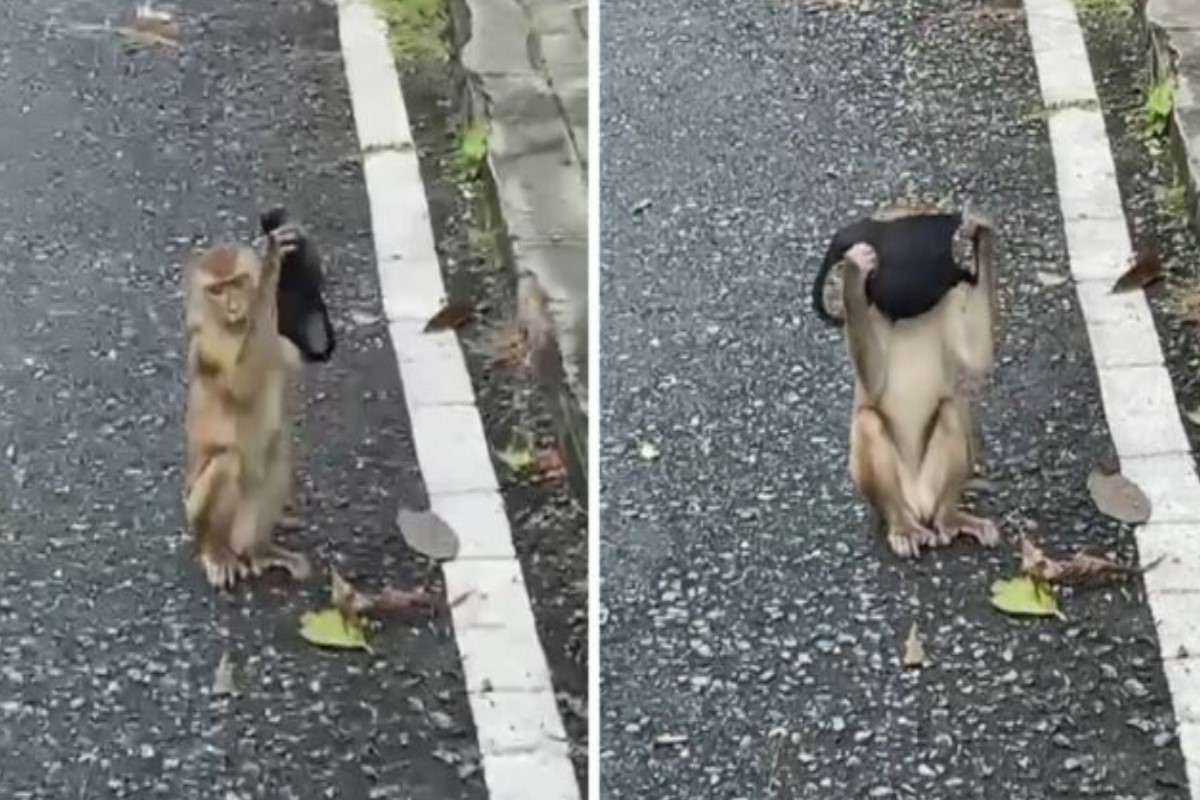 一隻野生猴子在地上發現口罩後，竟學起人類戴起口罩！（圖／twitter帳號haziqzolkiflee）