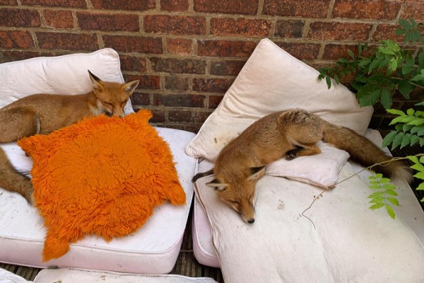 狐狸闖入女子家庭院　決定當自己家還呼朋引伴來居住！