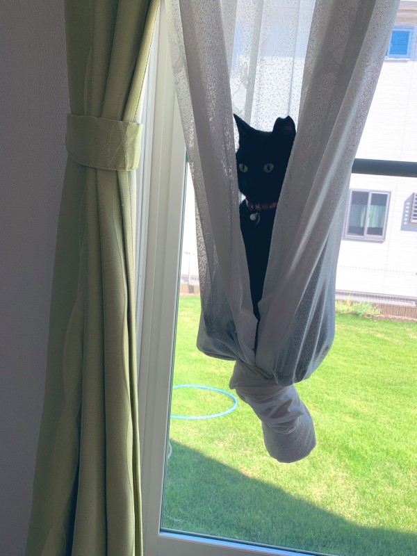 窗簾裡竟有黑貓半空中漂浮　網友笑翻：練空中瑜伽？