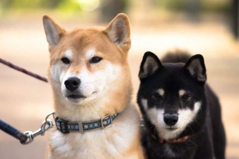 近日有網友好奇在PTT詢問大家「現在最夯的狗是柴犬嗎？」結果全場紛紛贊同，直誇「柴犬真的超可愛，而且很乖、不會亂叫，又不會咬人。」（圖／取自pixabay）