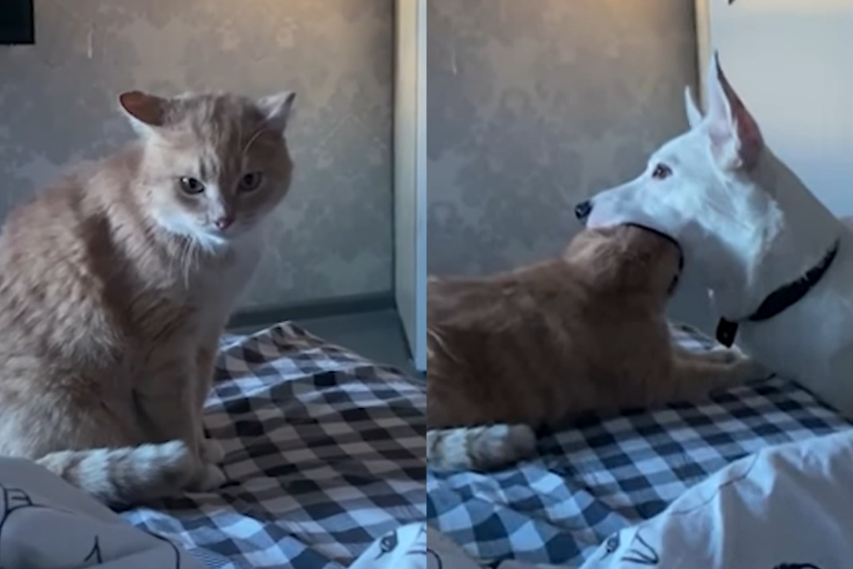 屁孩狗狗大嘴含住貓頭，貓咪掙脫後原地發射眼刀！（圖／Facebook粉專：Jukin Media） 