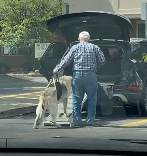 狗狗年紀大後無法自己跳上汽車。（圖／Youtube帳號：ViralHog）