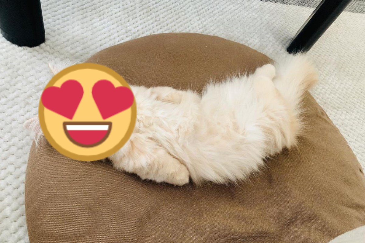 日本一隻曼斥肯貓化身成「炸蝦」！（圖／IG帳號moni.moni0203）