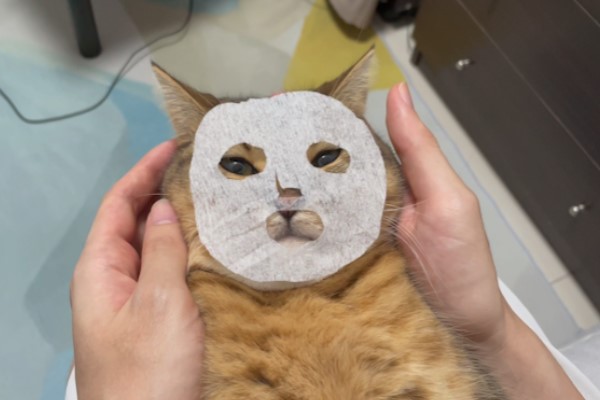 推主用紙巾做面膜　貓咪一臉享受笑翻網友！