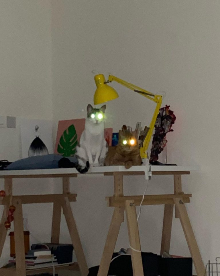 網友家養了兩隻外星貓（誤）。（圖／Instagram帳號：boss.catodog）