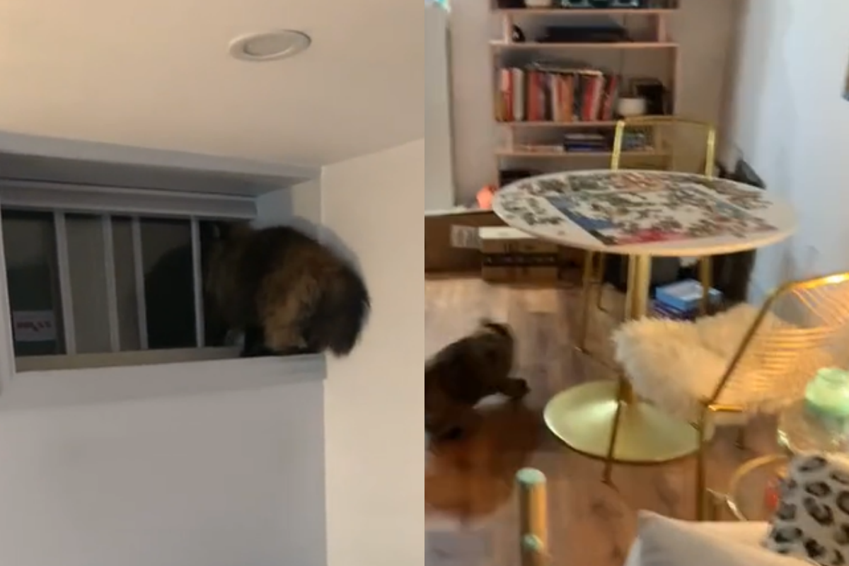 好不容易拚好5成的拼圖，卻被激動貓一腳踢翻！（圖／TiKTok帳號：__ashleysmashley__） 