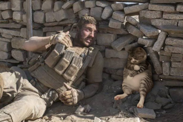 有網友將推主的貓貓P到戰場上也無違和。（圖／Twitter帳號：mr_onabassion）