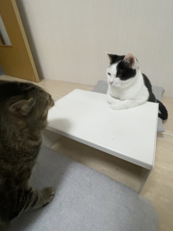 黑白貓小桌前折手手端坐　奴笑：能聊聊心事嗎？
