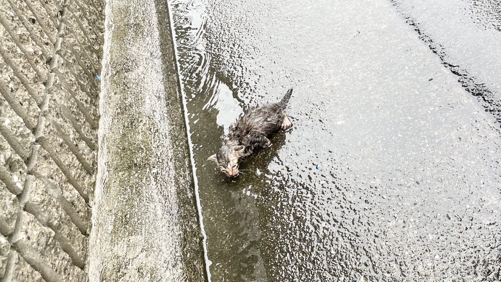 網友在大雨中發現這隻狼狽的小虎斑。（圖／Twitter帳號：ochinekoame）