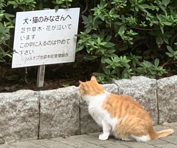貓咪站花圃前凝視告示牌　網一看內容笑：太難了啦！