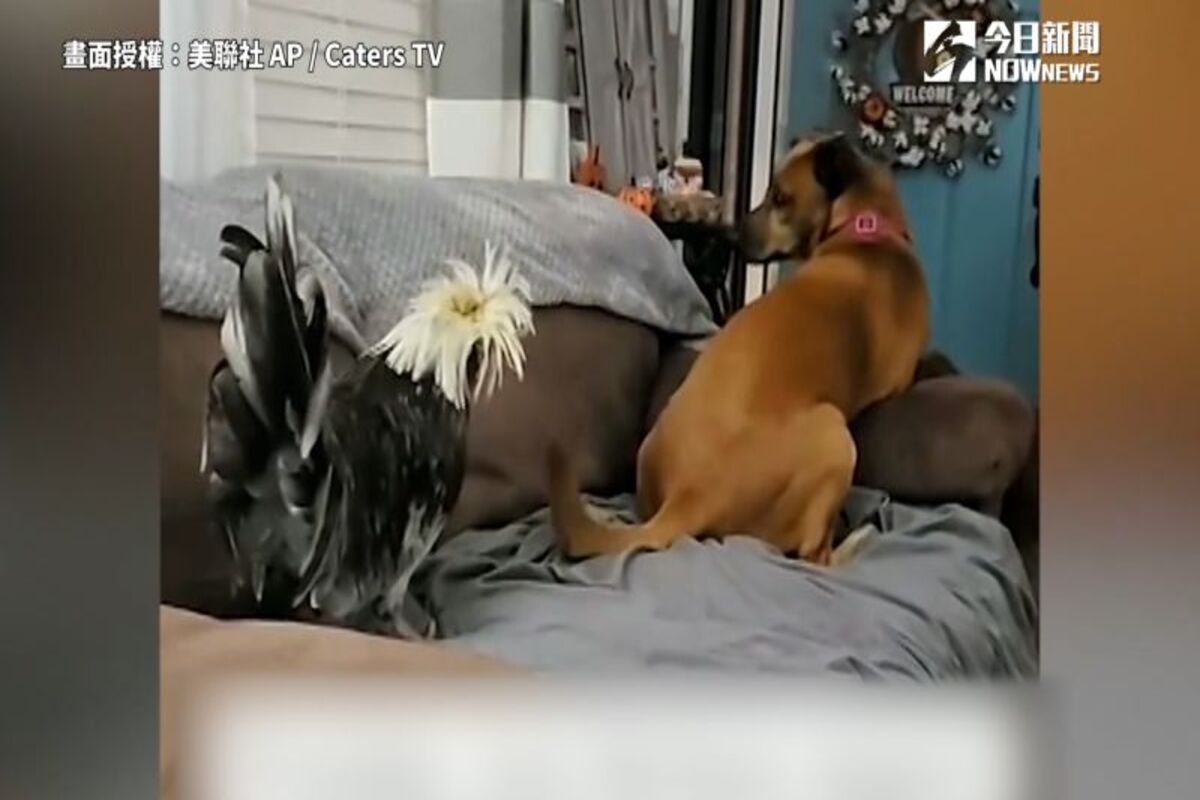 汪星人狂挑釁江湖山雞哥，那根慘遭攻擊。（圖／美聯社 AP / Caters TV 授權）