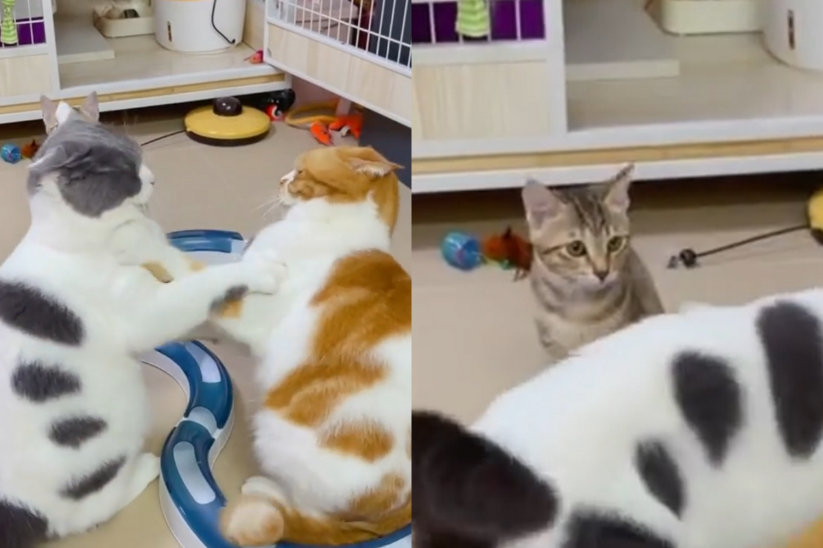 香港網友家的一對大貓互推打架，沒想到新成員小貓在旁邊看好戲。（圖／IG帳號daily_of_ten_monsters授權提供）
