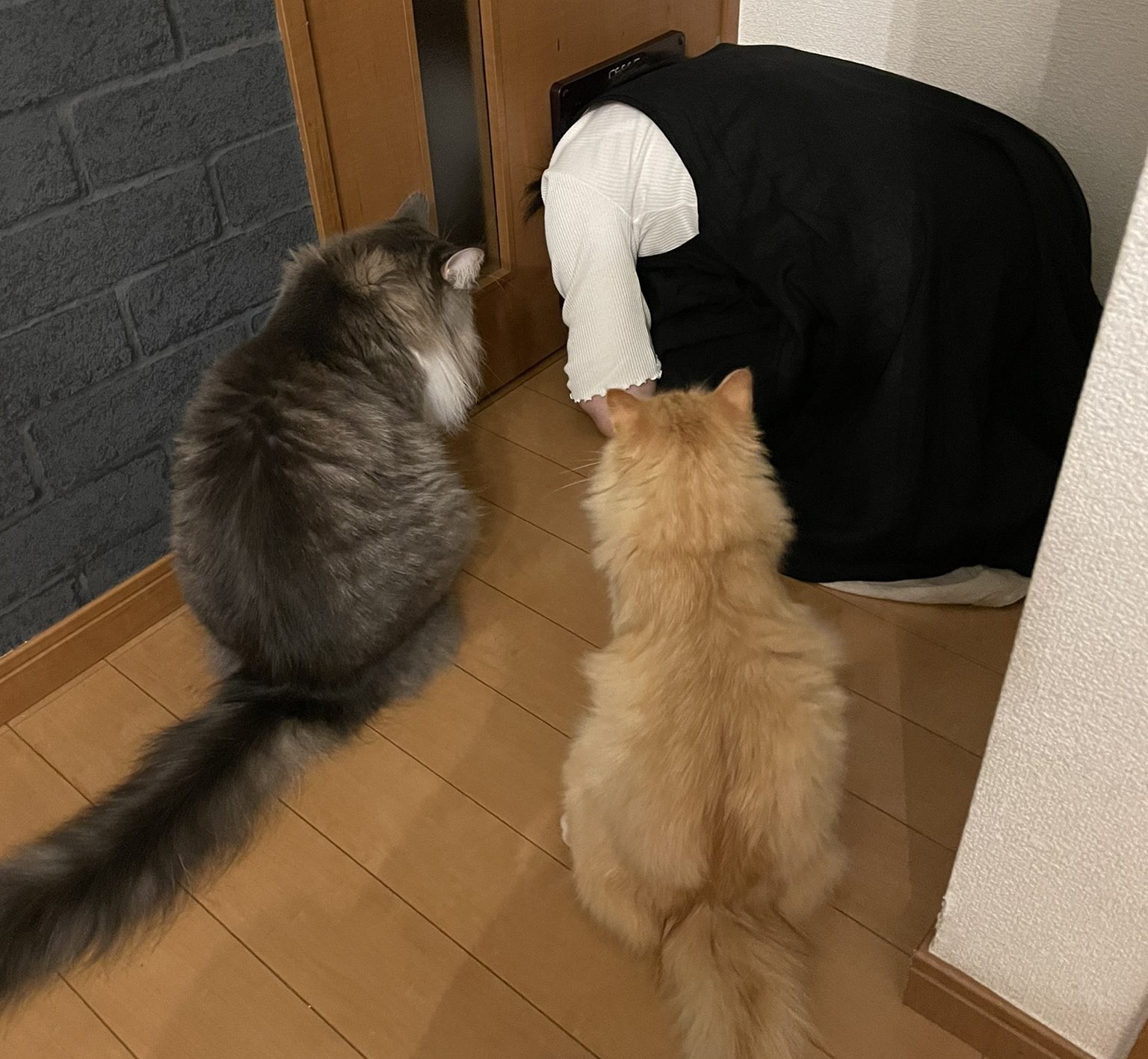 女主人堵住了貓洞，兩隻貓傻眼地楞在一旁。（圖／Twitter帳號：NEKOLAND13）