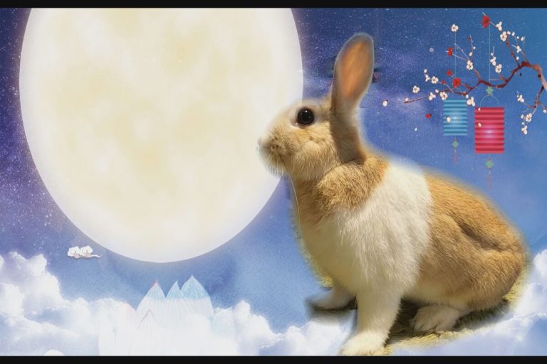 月兔ASMR吃播秀 陪你過中秋。（圖／NOWnews ）