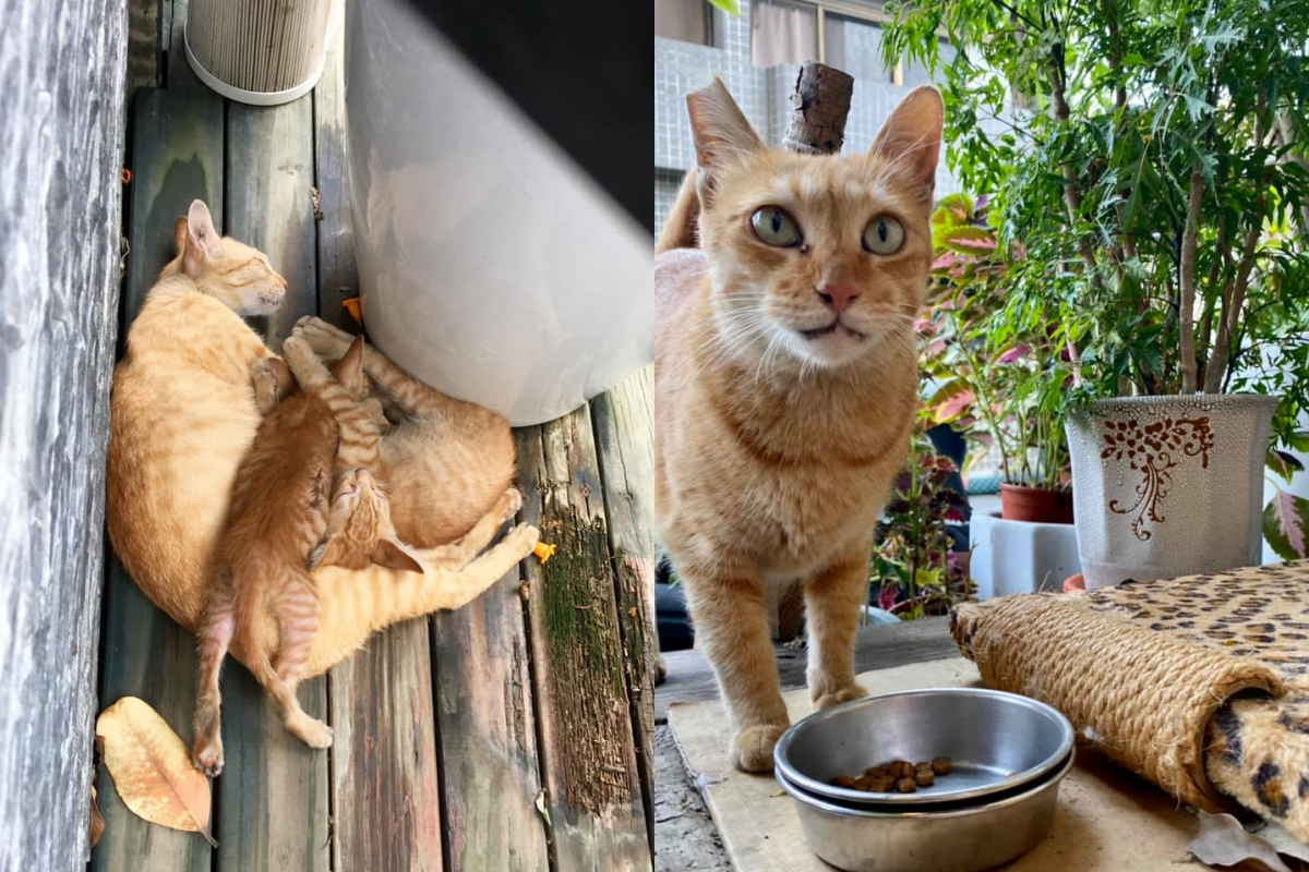 貓媽媽帶小孩到人家屋簷下躲雨，全身濕淋淋睡得很安穩的模樣，讓屋主看了很心疼。（圖／愛瑞絲の貓咪屋授權）