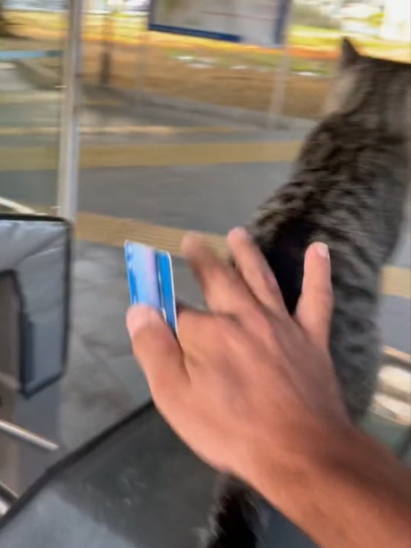 貓站長占據驗票閘門　不滿網友偷摸貓掌回擊：先刷卡啦！
