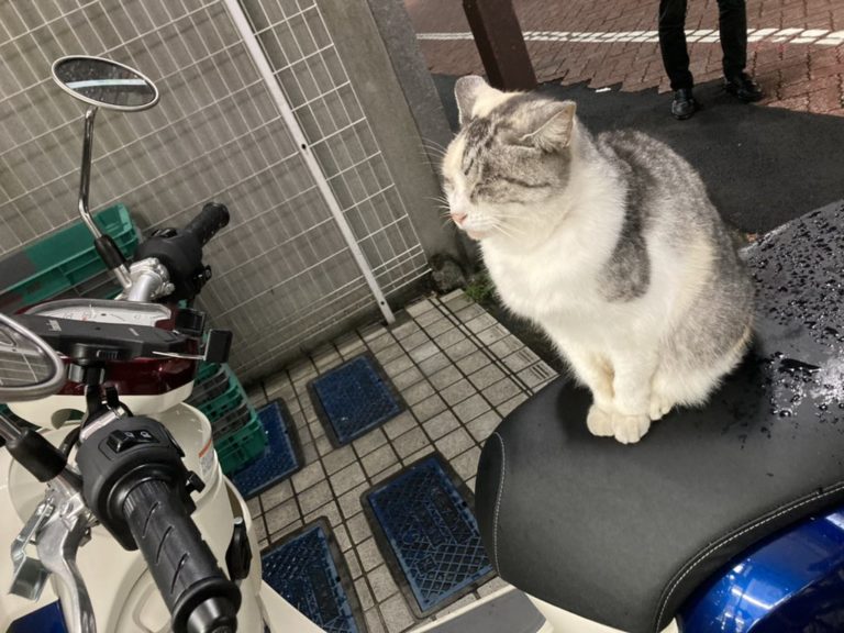 網友在便利商店外發現這隻坐在機車上的貓咪。（圖／Twitter帳號：stefani4180）