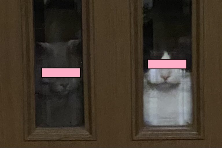 日本一名飼主回家時，驚見愛貓們一臉哀怨地在門口迎接！（圖／twitter帳號ude_no_koto）