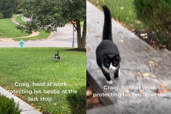 賓士貓每天陪小主人等校車 目送她離開:等妳回來喔!