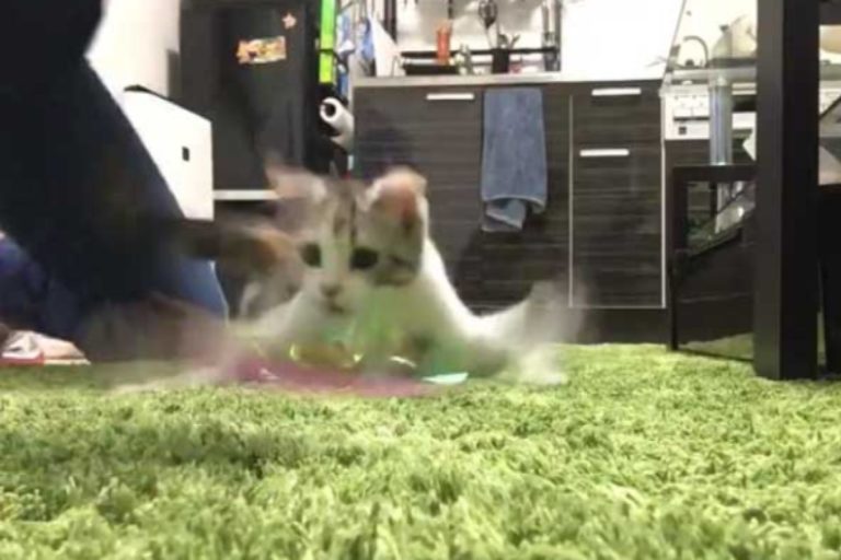 日本一隻小貓玩逗貓棒太興奮，畫面竟然變模糊！（圖／twitter帳號kurokira005）
