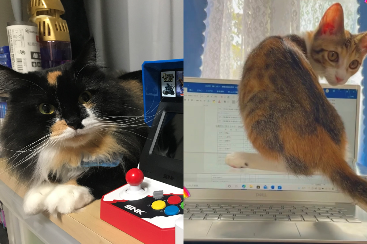 商家推出工作新神器，卻被真貓奴道破一致命重點！（圖／Twitter帳號：psk_sk3、KAWA11waSUGU4nu）