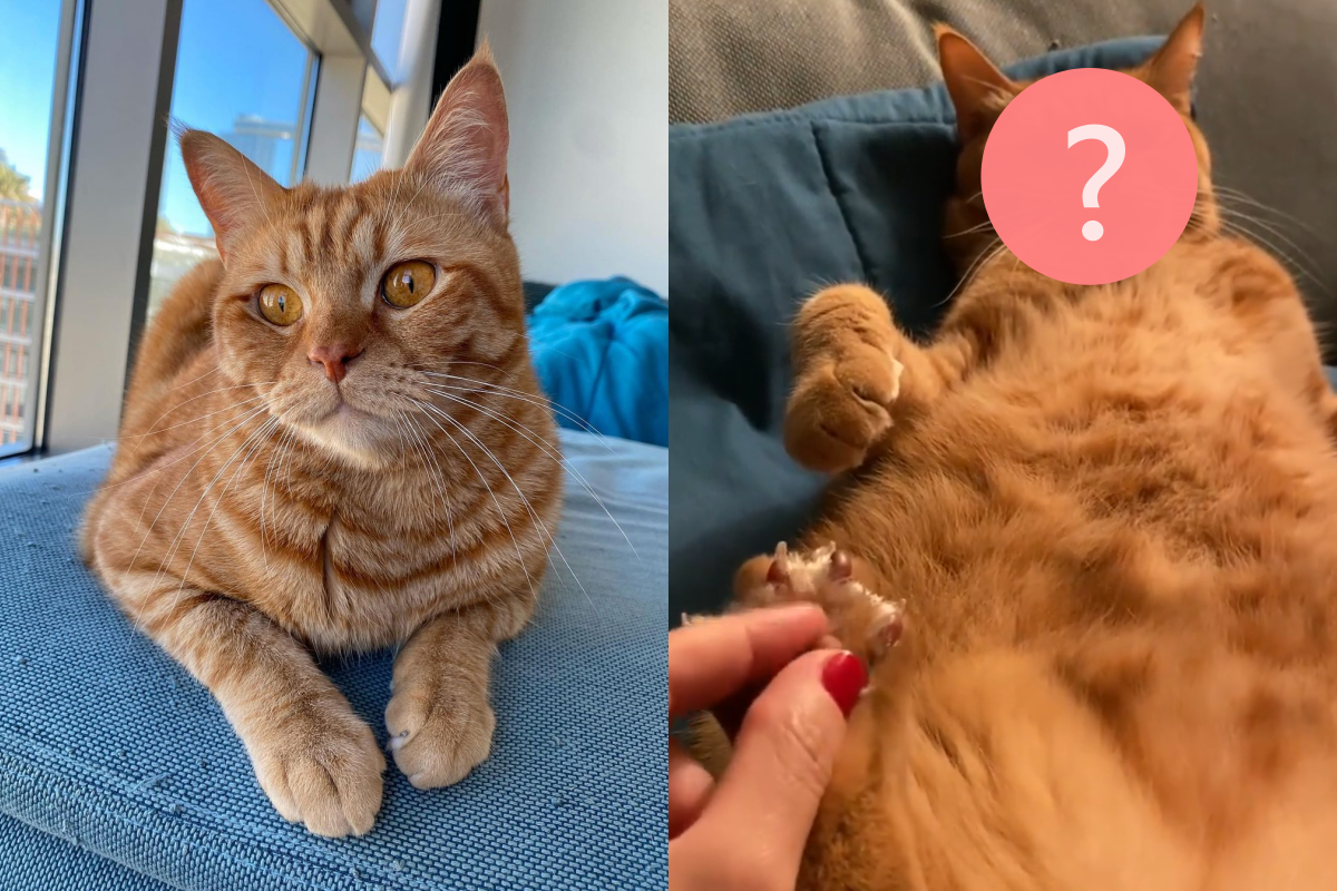 橘貓伸爪仰躺，舒服地享受奴才的肉球按摩。（圖／Instagram帳號：boss.catodog）