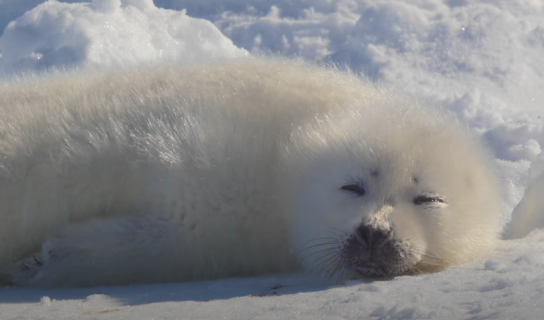 海豹寶寶微笑著趴在雪地上睡覺。（圖／Youtube帳號：Baby Harp Seal ch）