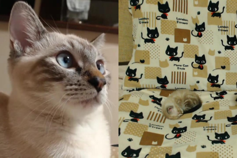 小貓養了三個月，身形差異讓網友大呼驚奇！（圖／Twitter帳號：papeushikaeru） 