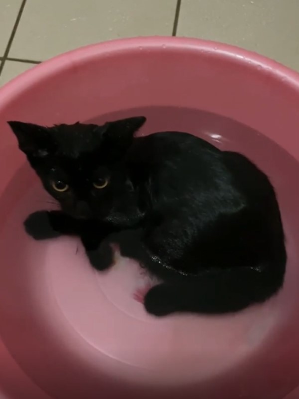 影／主子洗澡初體驗竟然折手手媽讚：黑貓脾氣真的超好！