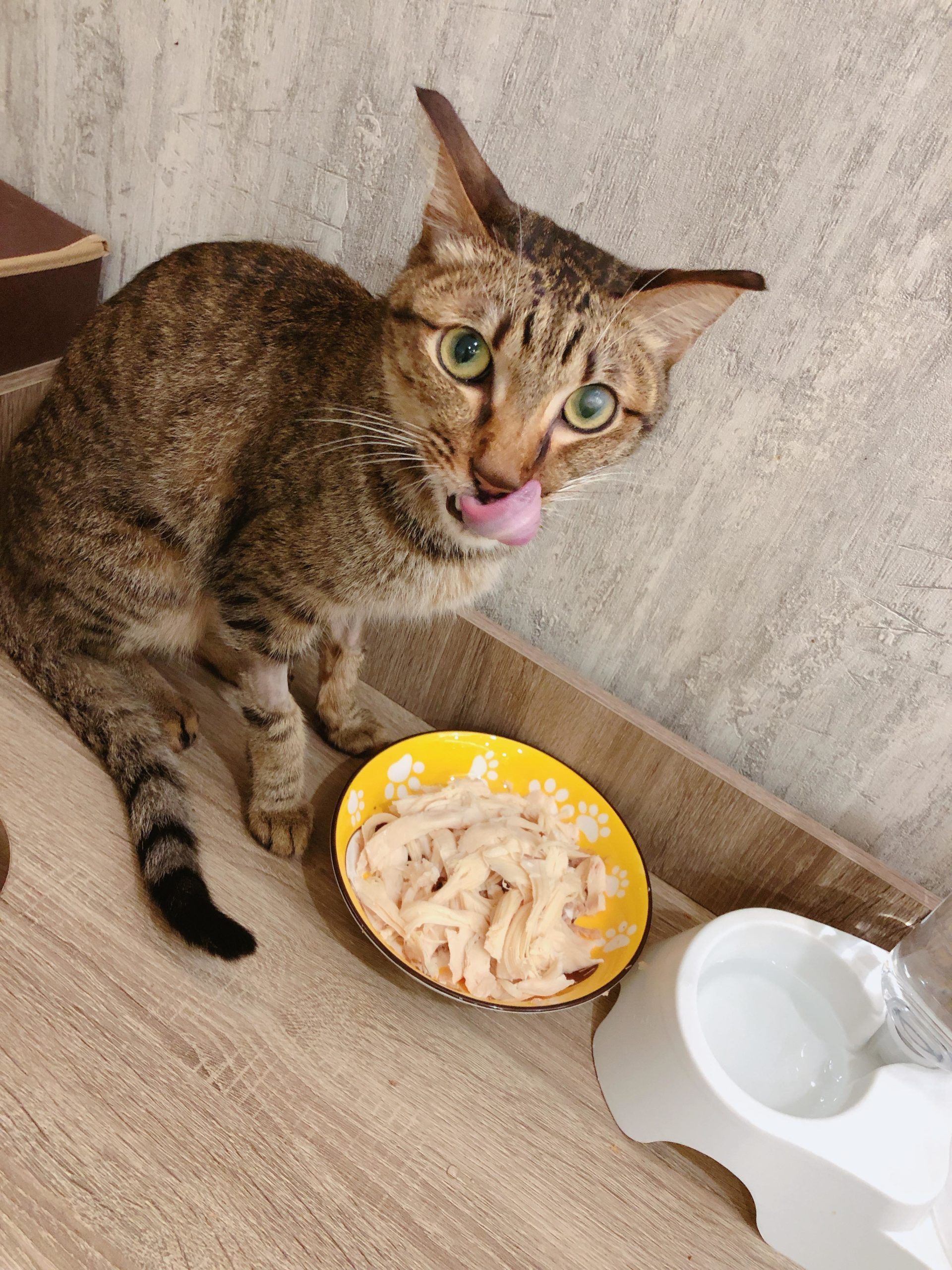 貓：好吃好吃！（圖／網友朱哲毅授權提供）