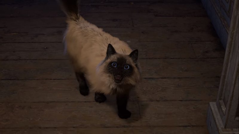 《Forspoken》主角闖蕩異世界　但玩家更關心被留下來的可愛貓貓
