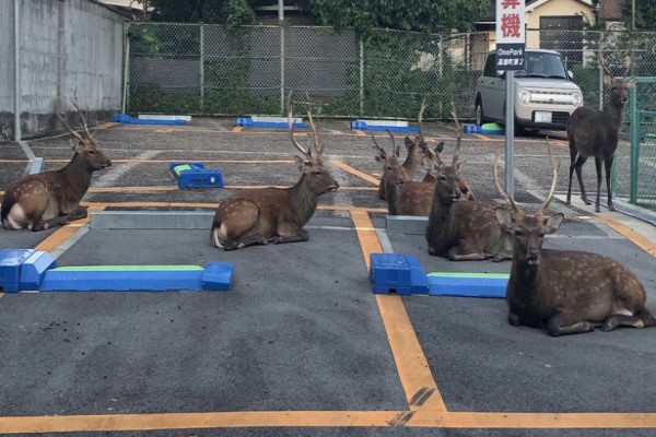 奈良停車場驚見巨大生物群聚　網笑：鹿邊停車？