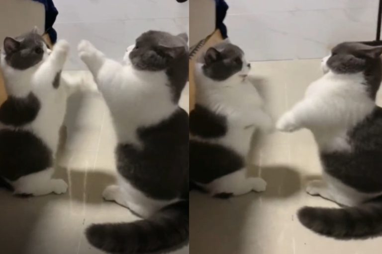 日本一影音帳號分享貓咪打架影片，貓咪「神同步」動作讓人以為是在照鏡子！（圖／tiktok帳號petsleague）