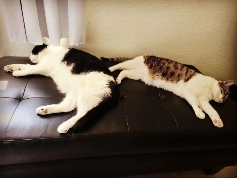 網友家的兩隻可愛貓咪。（圖／Instagram帳號：MimiBlue）
