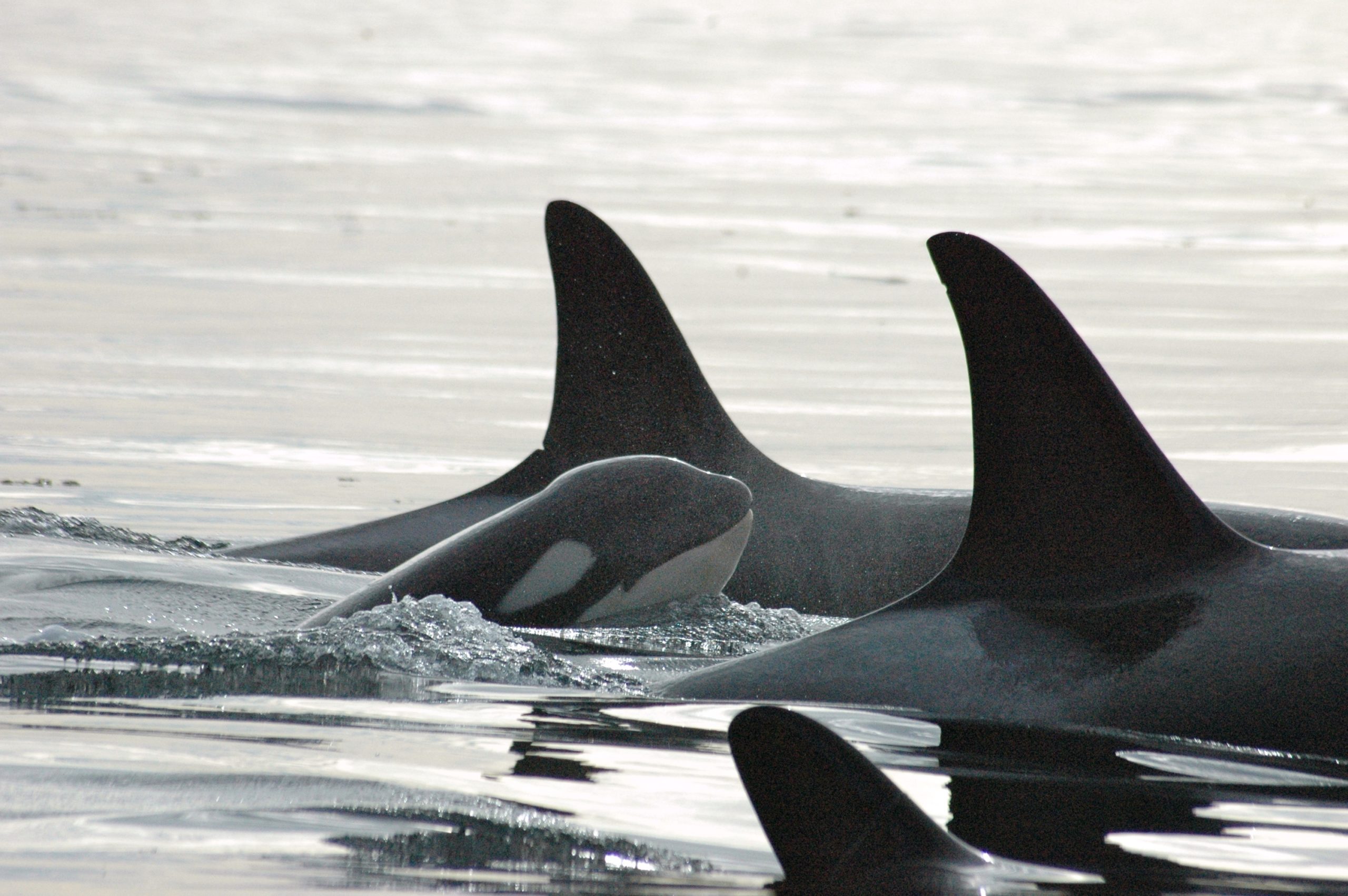 虎鯨是一種高度社會化的動物。（圖／Shutterstock）
