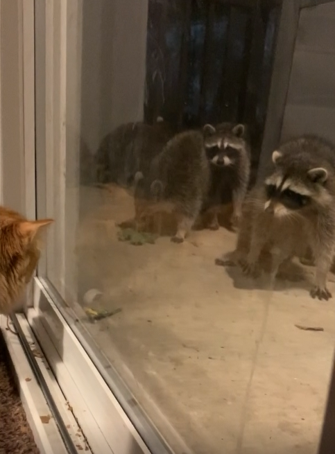 影／浣熊軍團闖民宅找食物　隔窗與橘貓對眼竟做這反應！