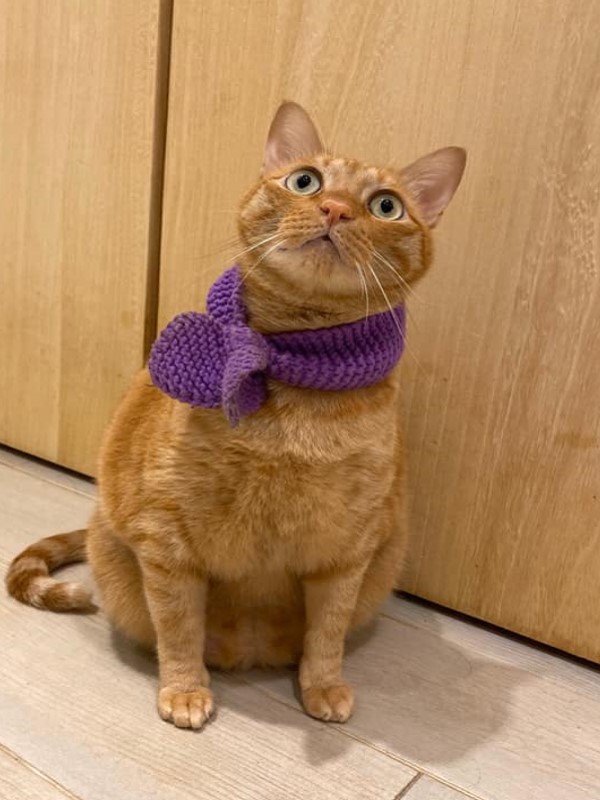橘貓減肥一年衣服依然這麼小　網一看笑噴：這是館長吧！