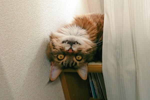 緬因貓打瞌睡卻露尖牙盯奴才　網笑：變貓妖了！
