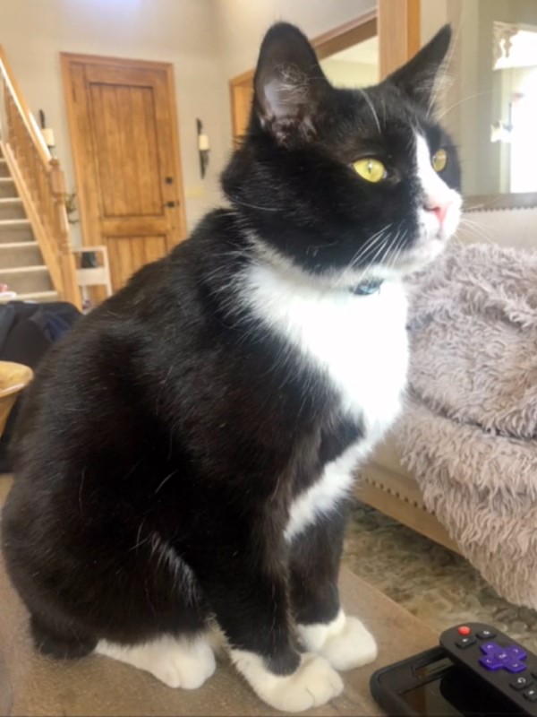 賓士貓每天陪小主人等校車 目送她離開:等妳回來喔!