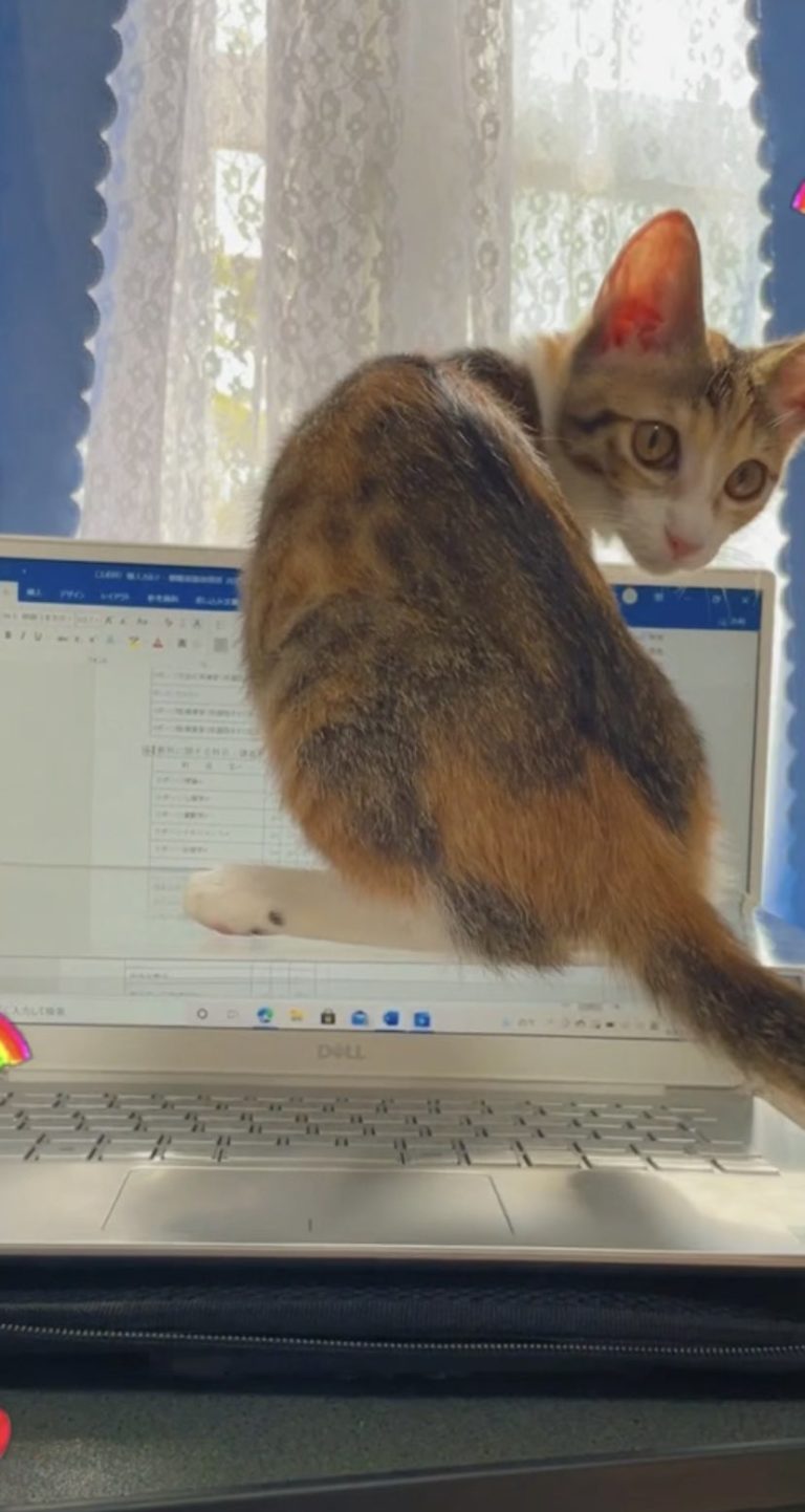 雖然貓咪坐在臺架上了，但螢幕一樣看不到啊！！（圖／Twitter帳號：KAWA11waSUGU4nu）