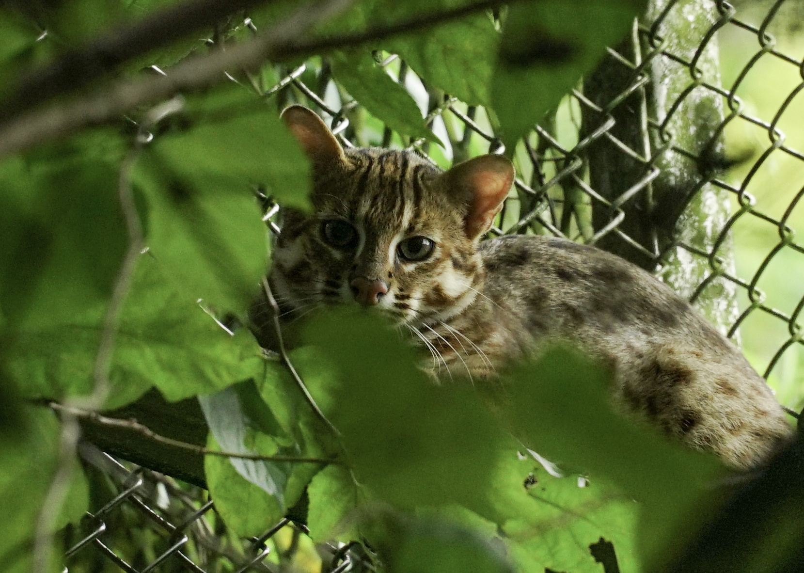 石虎二哥：媽媽！還想跟你待在一起嘛！（圖／臺北市立動物園授權提供）