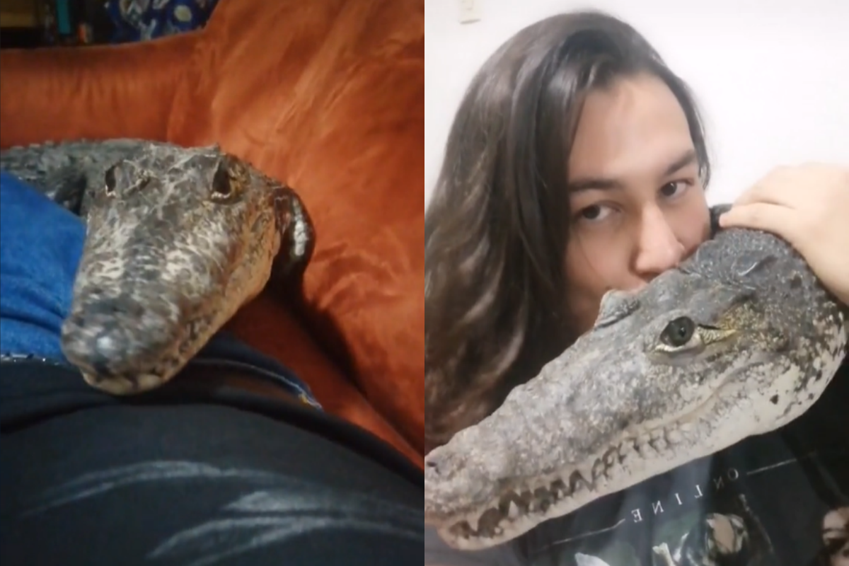 國外一名男子把鱷魚當寵物養，個性竟然跟貓狗一樣愛撒嬌。（圖／TikTok帳號turtlesandcrocs）