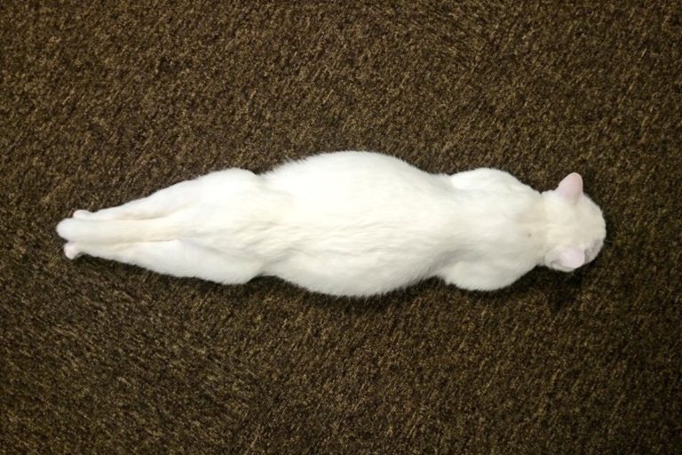 白貓趴臥在地板變成一直線　網笑：果然是一條貓！
