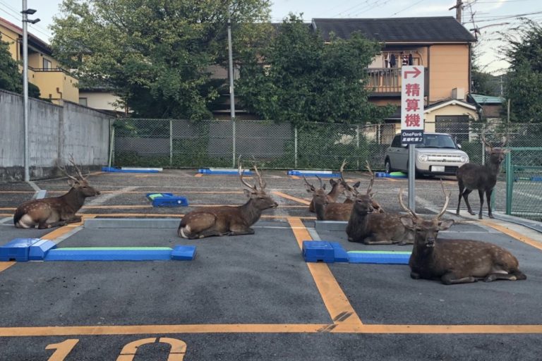 日本一座停車場裡聚集了一群野生鹿！（圖／twitter帳號Steve_Eto）