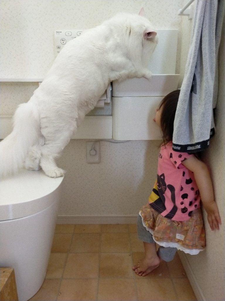小朋友正在觀察貓咪喝水！（圖／Twitter帳號：FakeYashu）