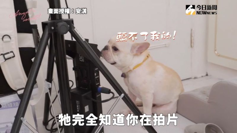 影／主人噎死倒地？愛犬要肉乾還是主人