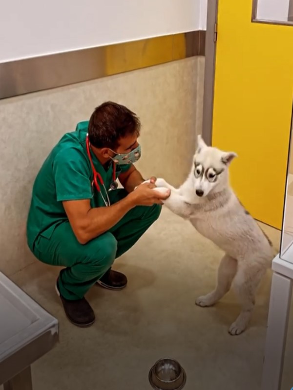 暖心獸醫替狗狗打針出奇招　牠意猶未盡：怎麼結束了？