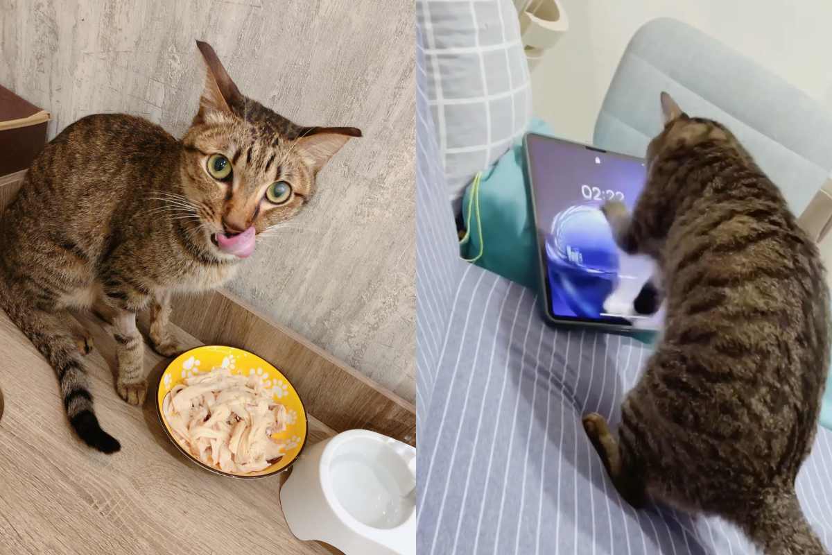 虎斑貓馬達全開在iPad面板上狂抓，網友紛紛大讚保護貼和產品品質！（圖／網友朱哲毅授權提供） 