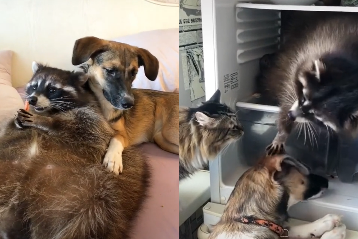 浣熊低頭寵溺摸貓狗，畫面溫馨又奇特！（圖／TiKTok帳號：raccons_mark.nusha） 